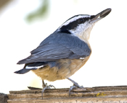Red Breasted Nuthatch